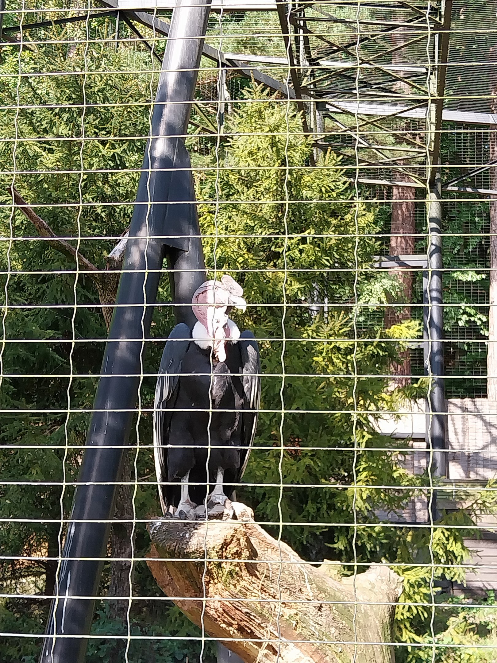 Birds of Prey - Andean Condor (Vultur gryphus)