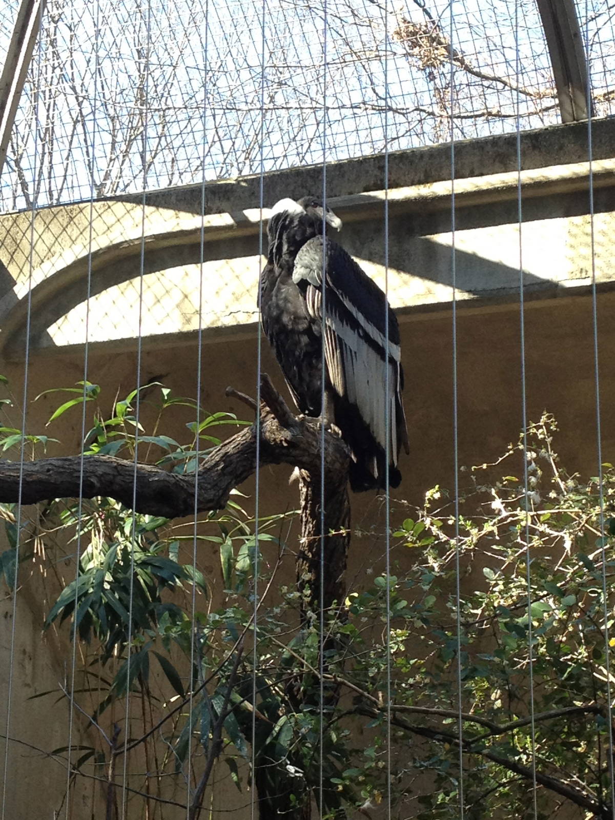 Birds of Prey - Andean Condor