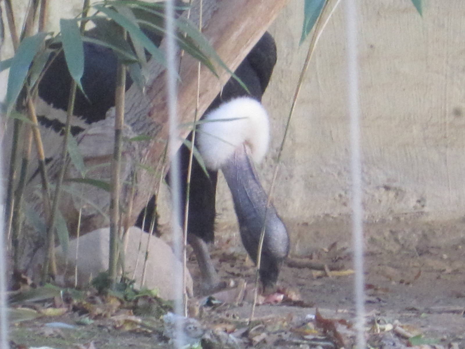 Birds of Prey- Andean Condor