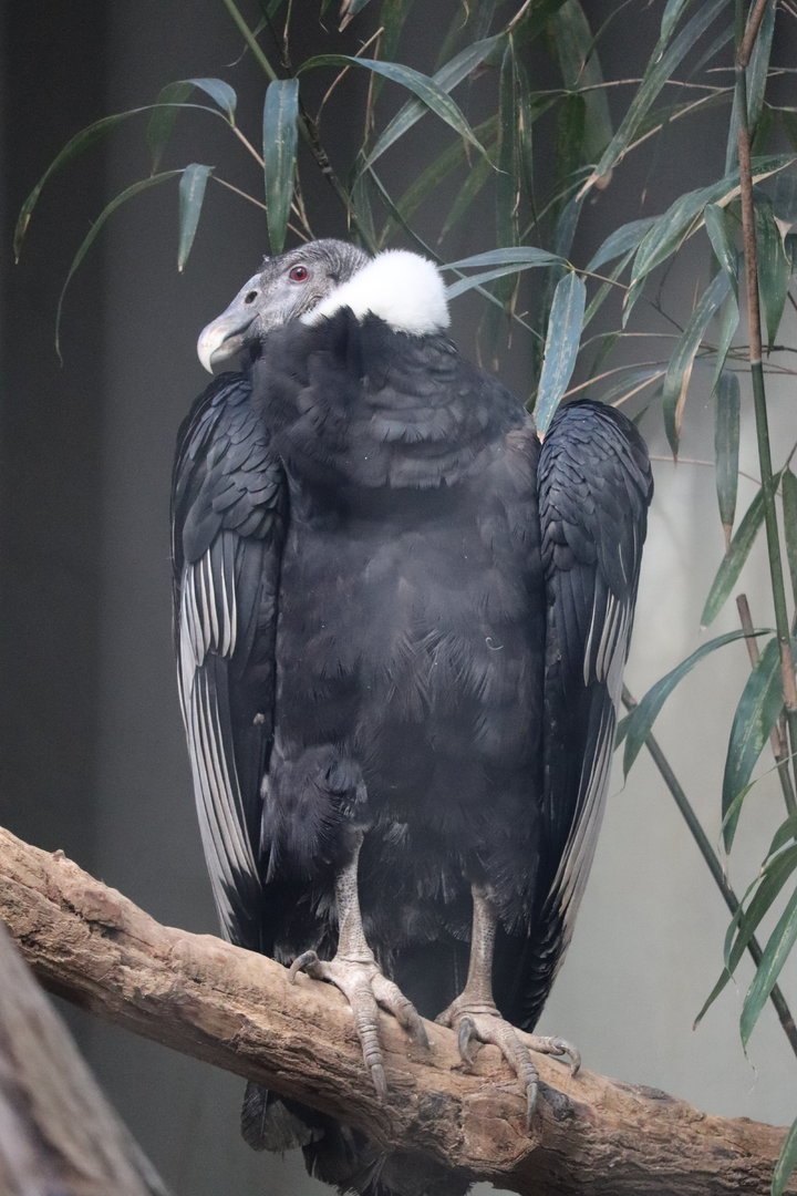 Birds of Prey - Andean Condor
