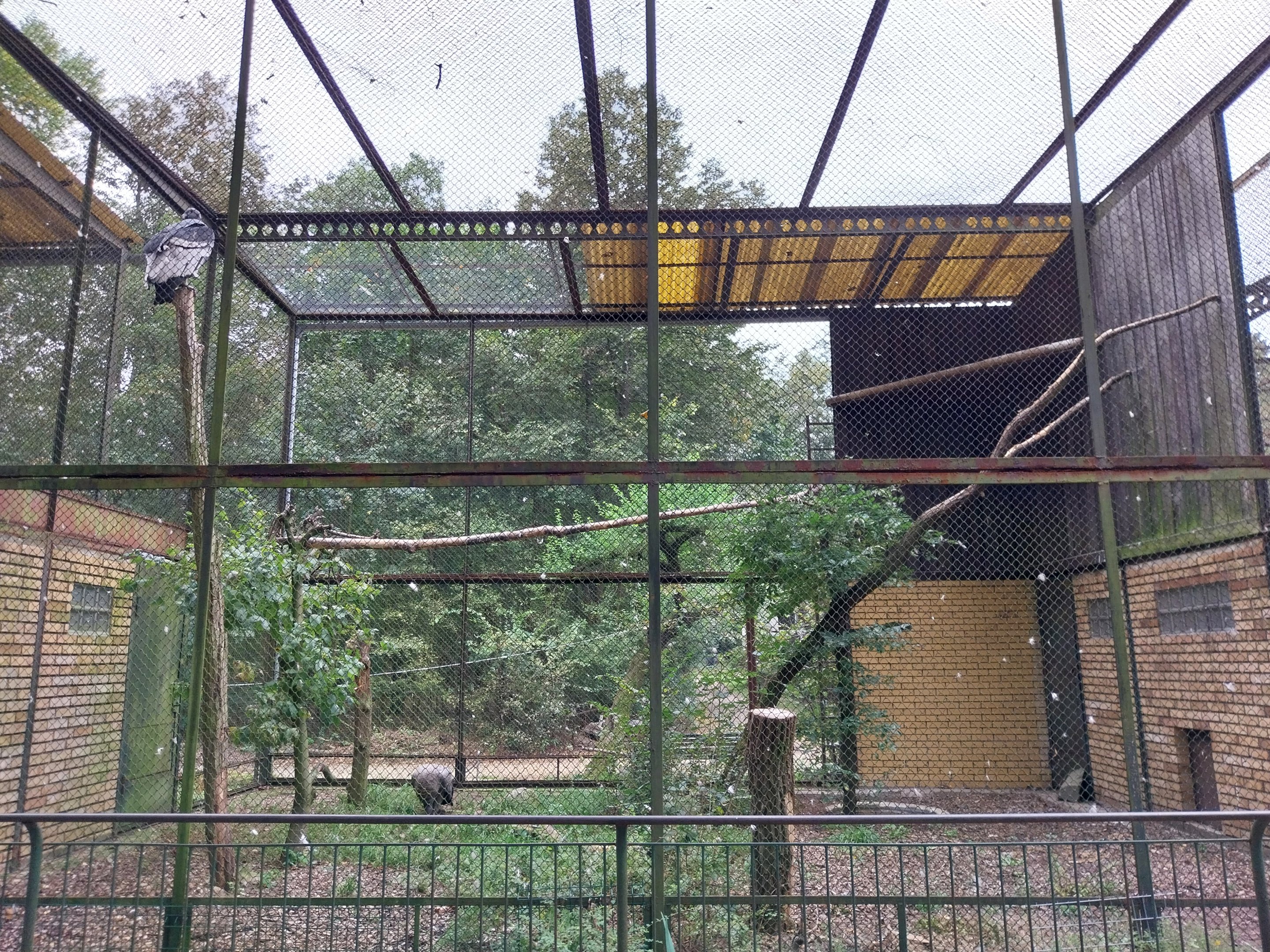 Birds of Prey - Andes Condor (Vultur gryphus)