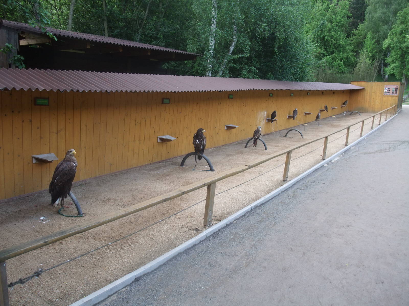 Birds of prey at Jihlava, 30/05/10