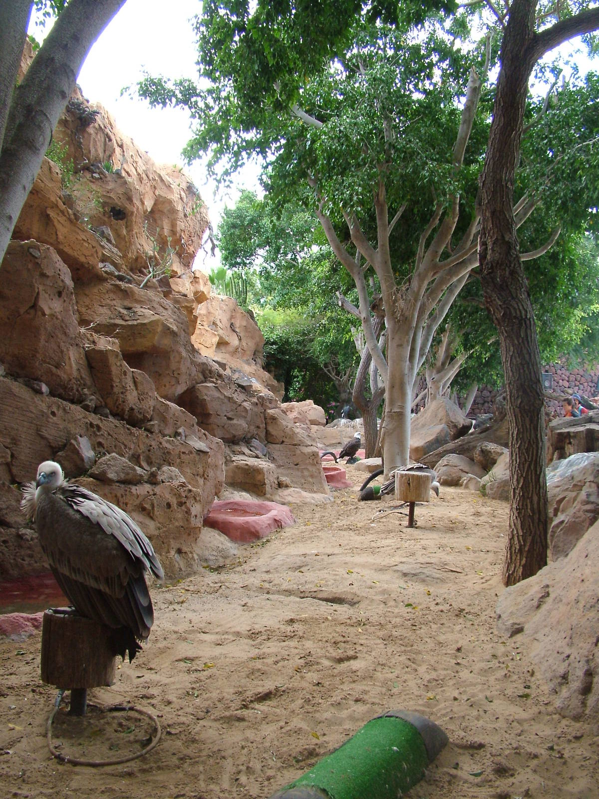 Birds of Prey at Jungle Park (Las Aguilas), 13/11/10
