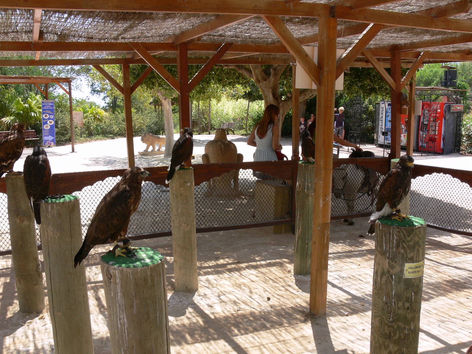 Birds of Prey at Terra Natura, 03/08/14