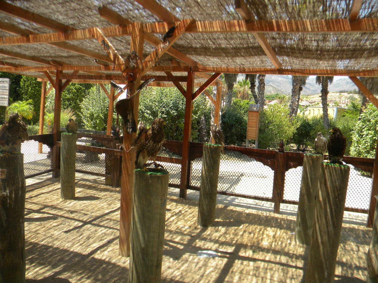 Birds of prey at Terra Natura 29/07/11