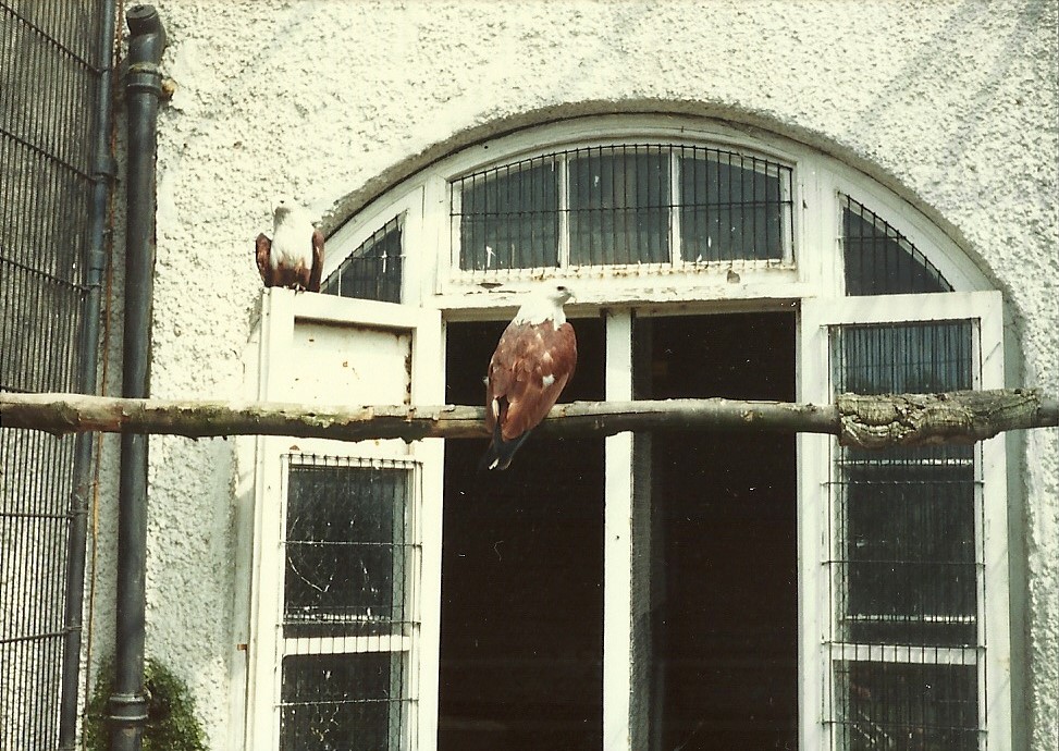 Birds of Prey aviaries, early 1980s