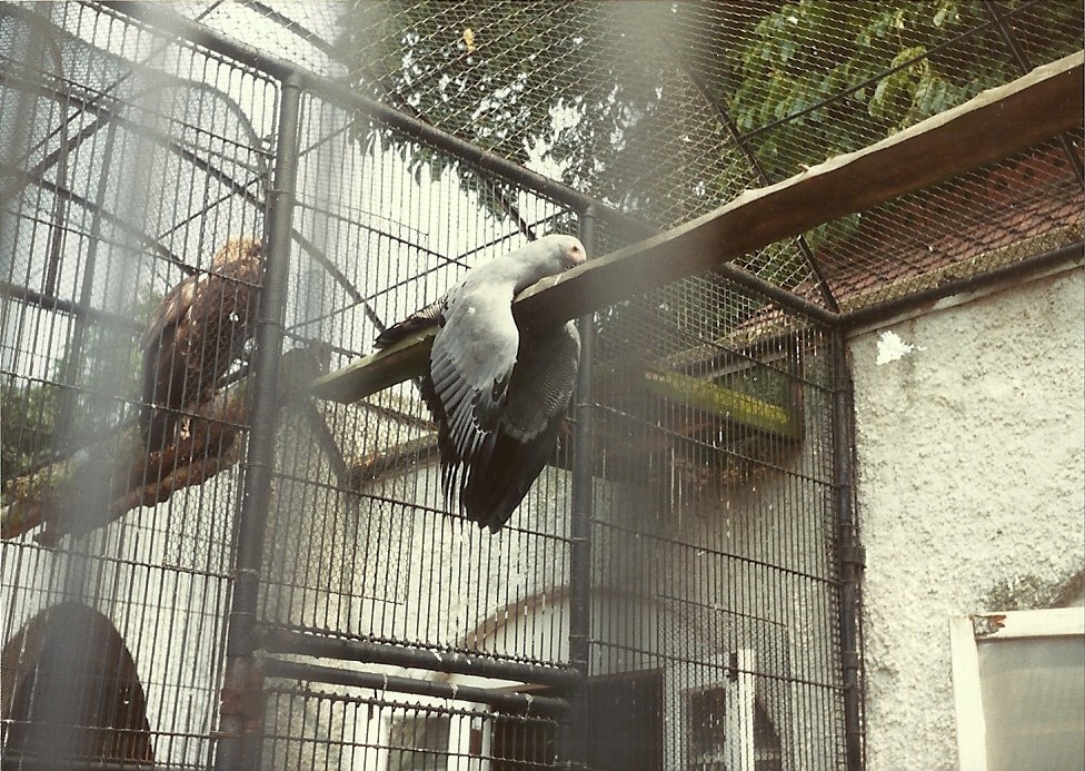 Birds of Prey aviaries, early 1980s