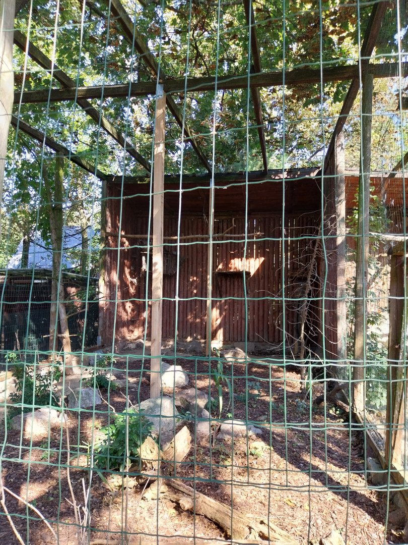 Birds of Prey aviaries - European Eagle-owl (Bubo bubo bubo)