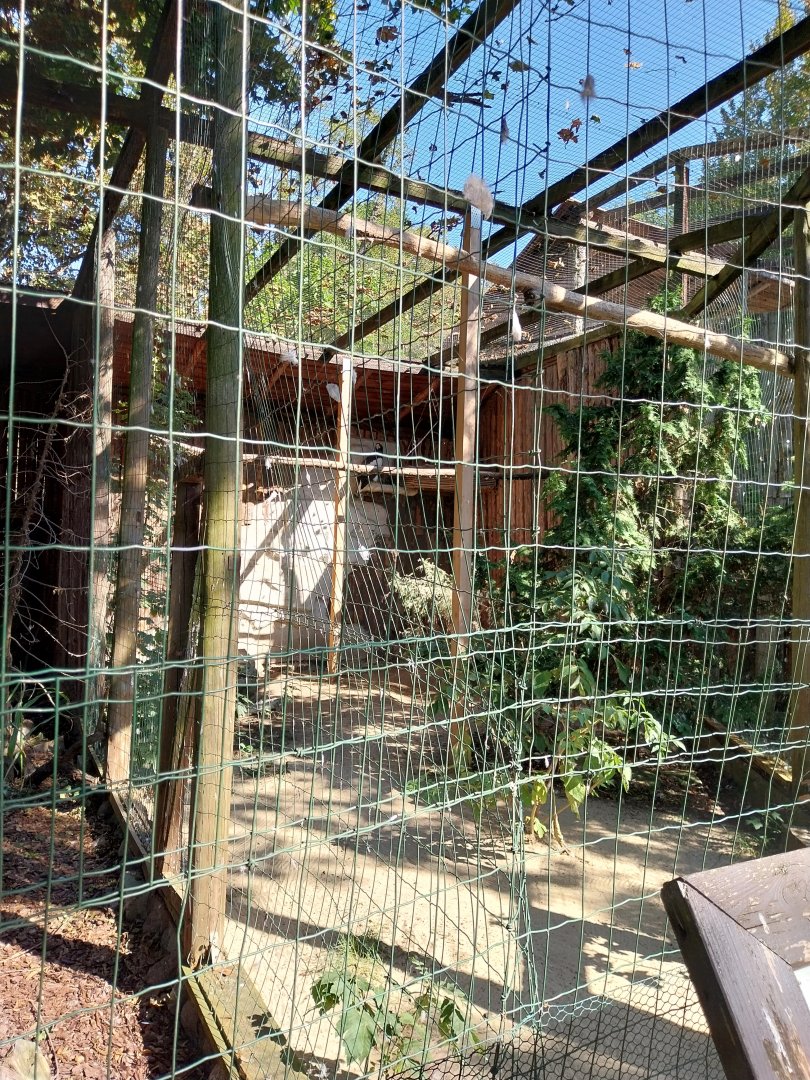 Birds of Prey aviaries - Stellers' Sea Eagle (Haliaeetus pelagicus)