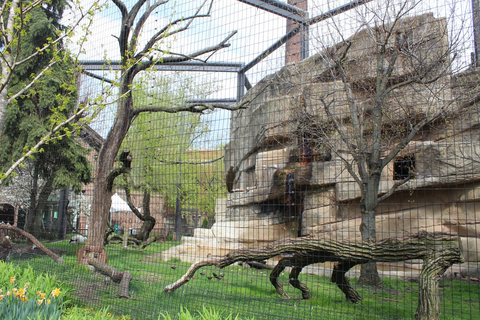 Birds of Prey Aviary (Cinereous Vulture and European White Stork)