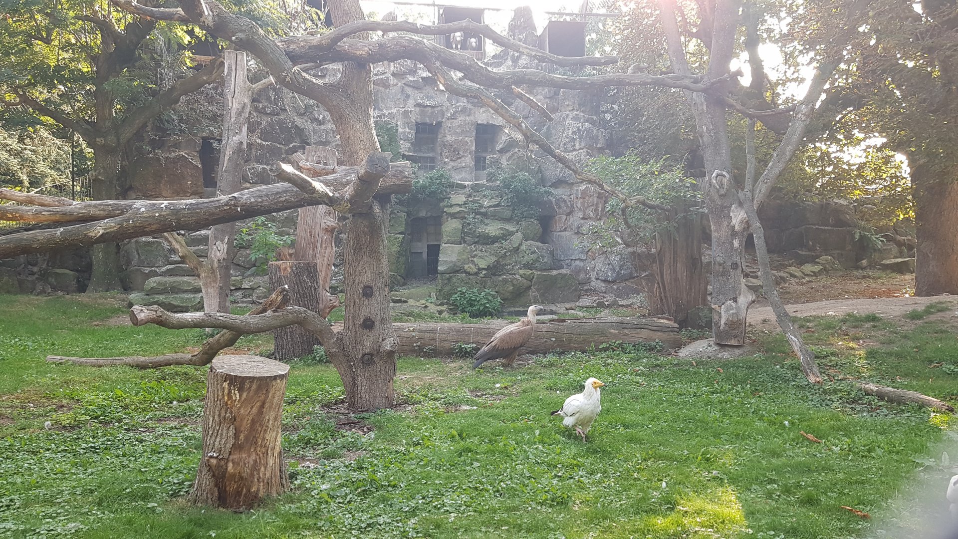 Birds of prey aviary