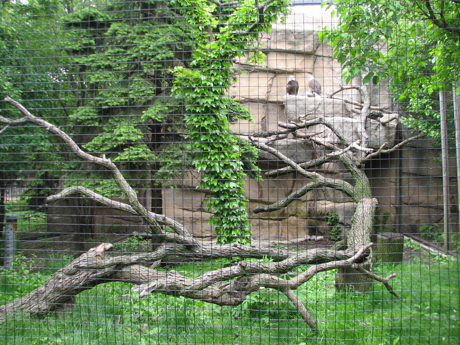 Birds of Prey - Bald Eagle Exhibit