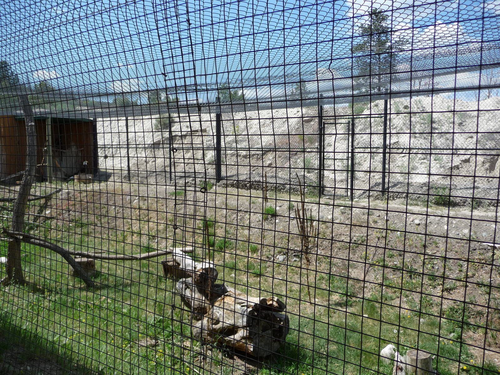 Birds Of Prey - Bald Eagle Exhibit