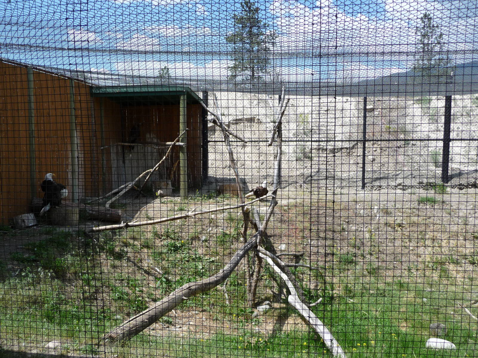 Birds Of Prey - Bald Eagle Exhibit