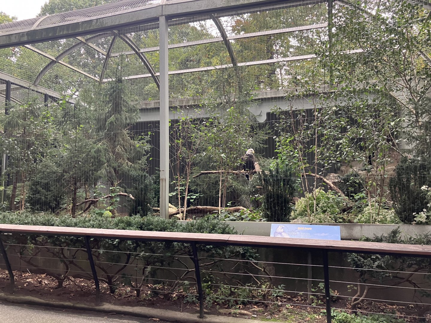 Birds of Prey - Bald Eagle Exhibit