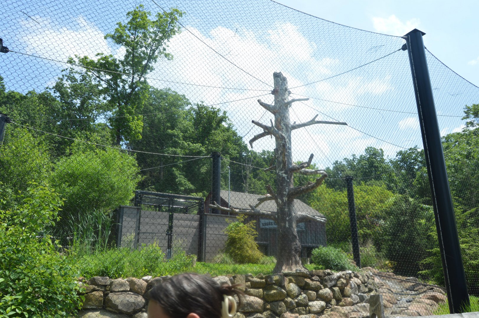 Birds of Prey - Bald Eagle (Haliaeetus leucocephalus) Exhibit