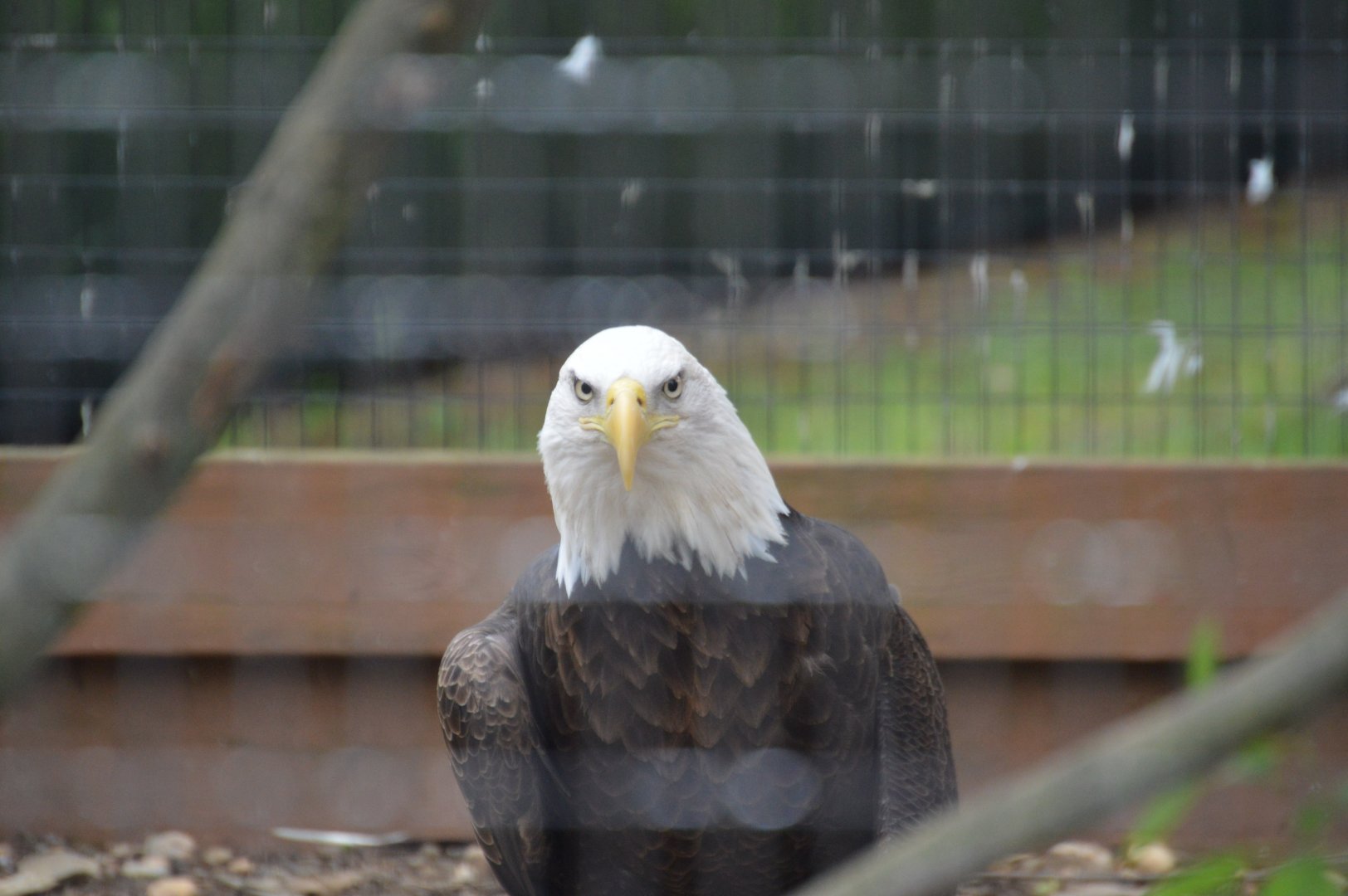 Birds of Prey - Bald Eagle (Haliaeetus leucocephalus)