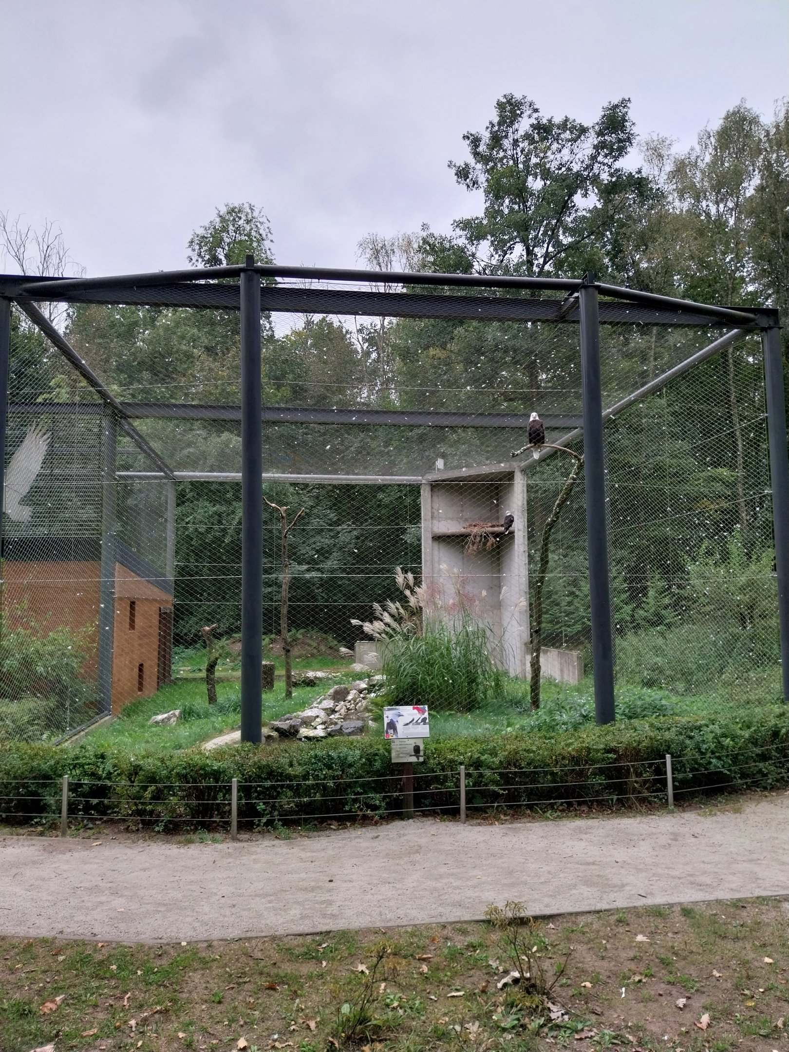 Birds of prey - Bald Eagle (Haliaeetus leucocephalus)