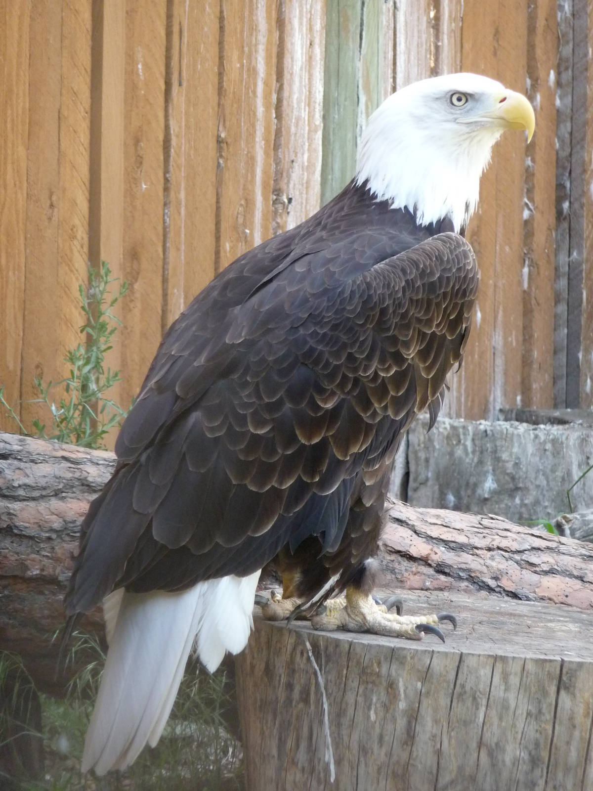 Birds Of Prey - Bald Eagle