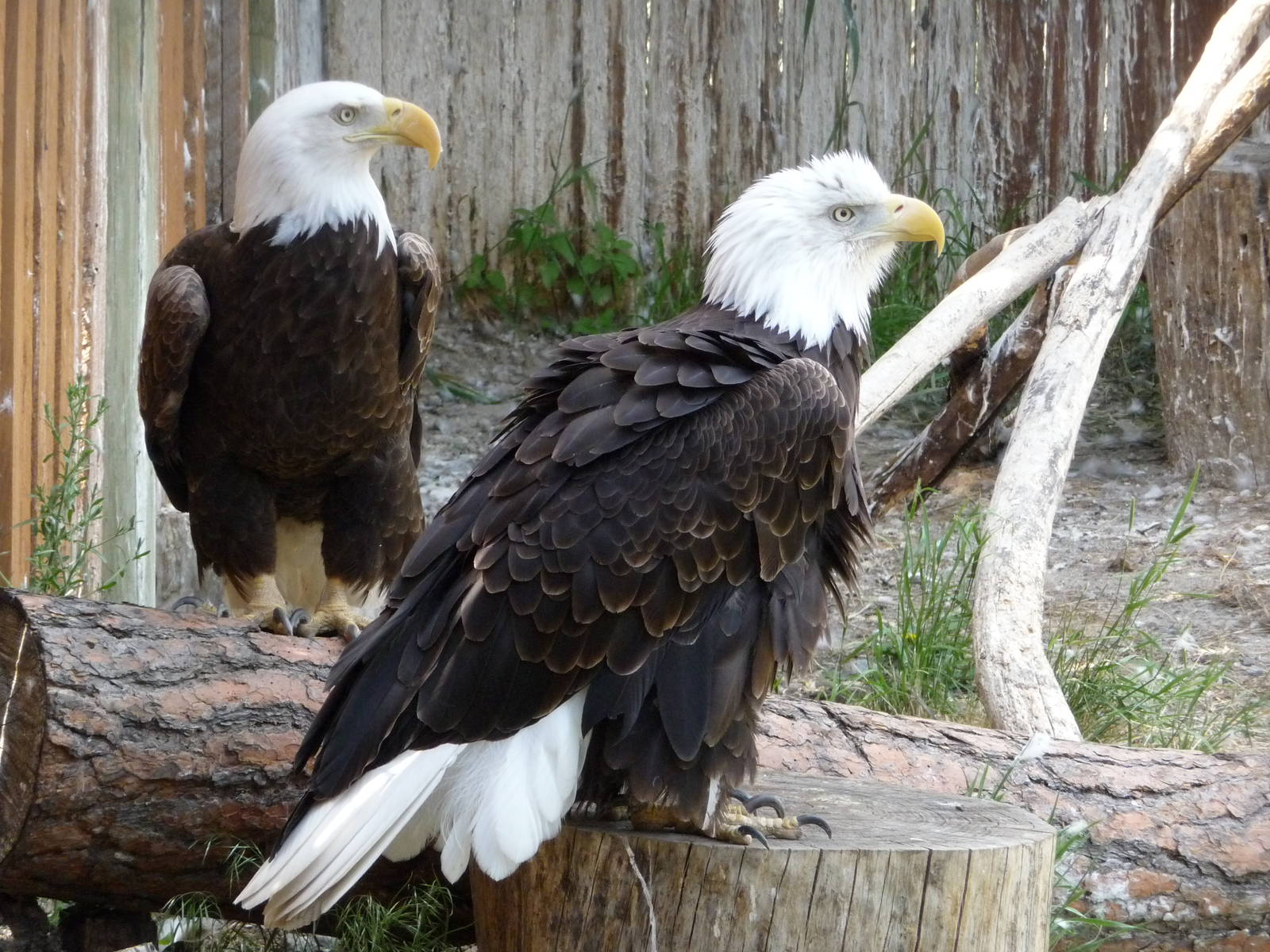 Birds Of Prey - Bald Eagles