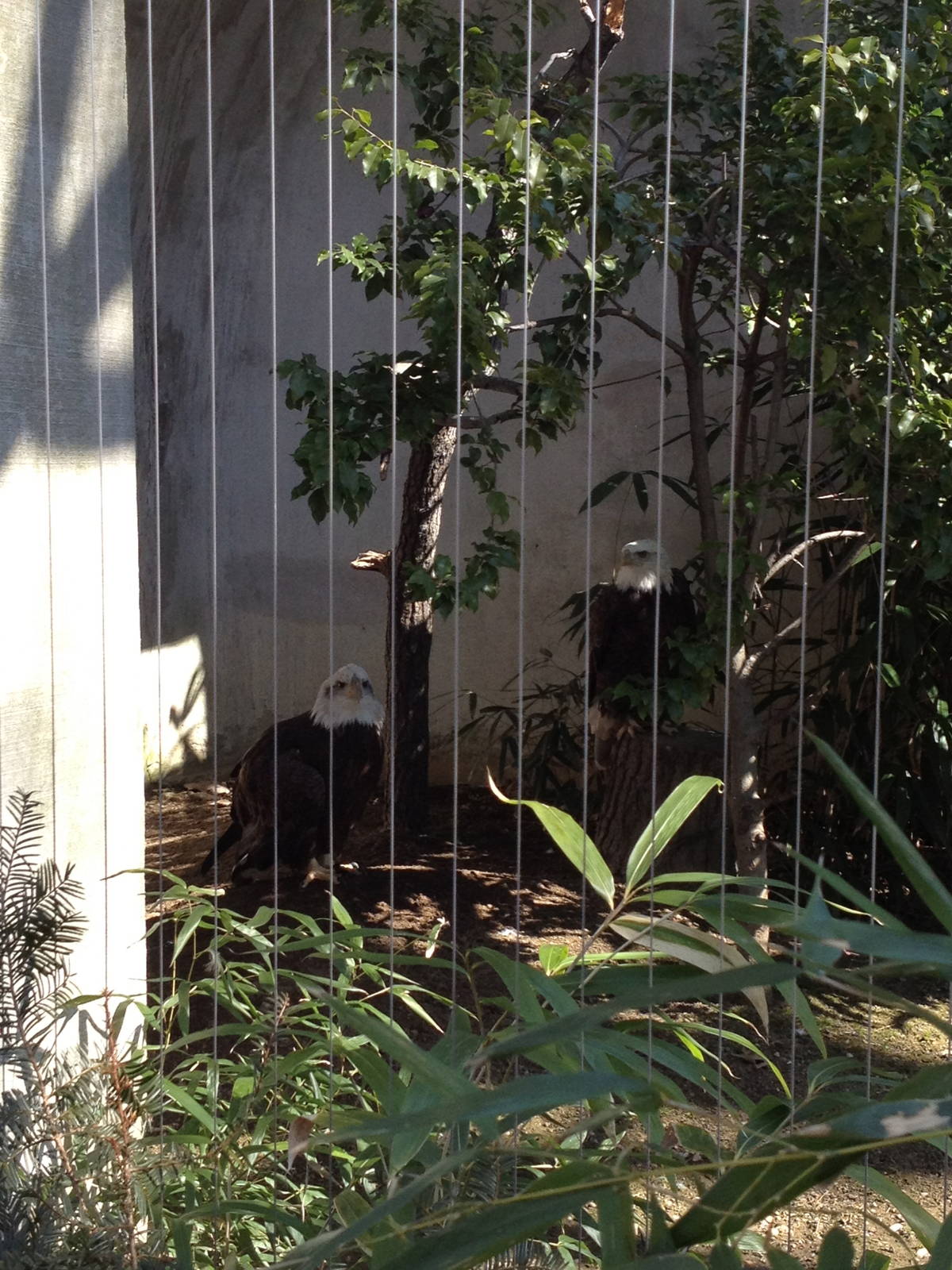 Birds of Prey - Bald Eagles