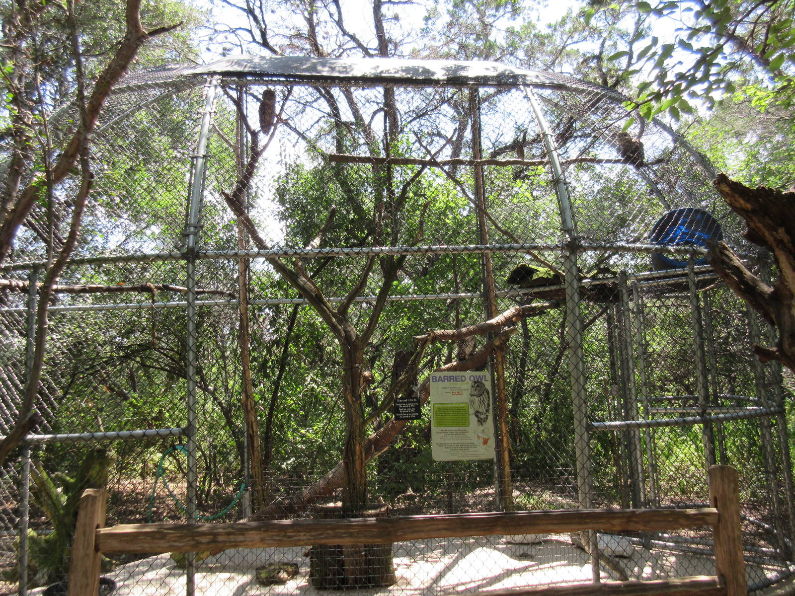 Birds of Prey - Barred Owl Exhibit