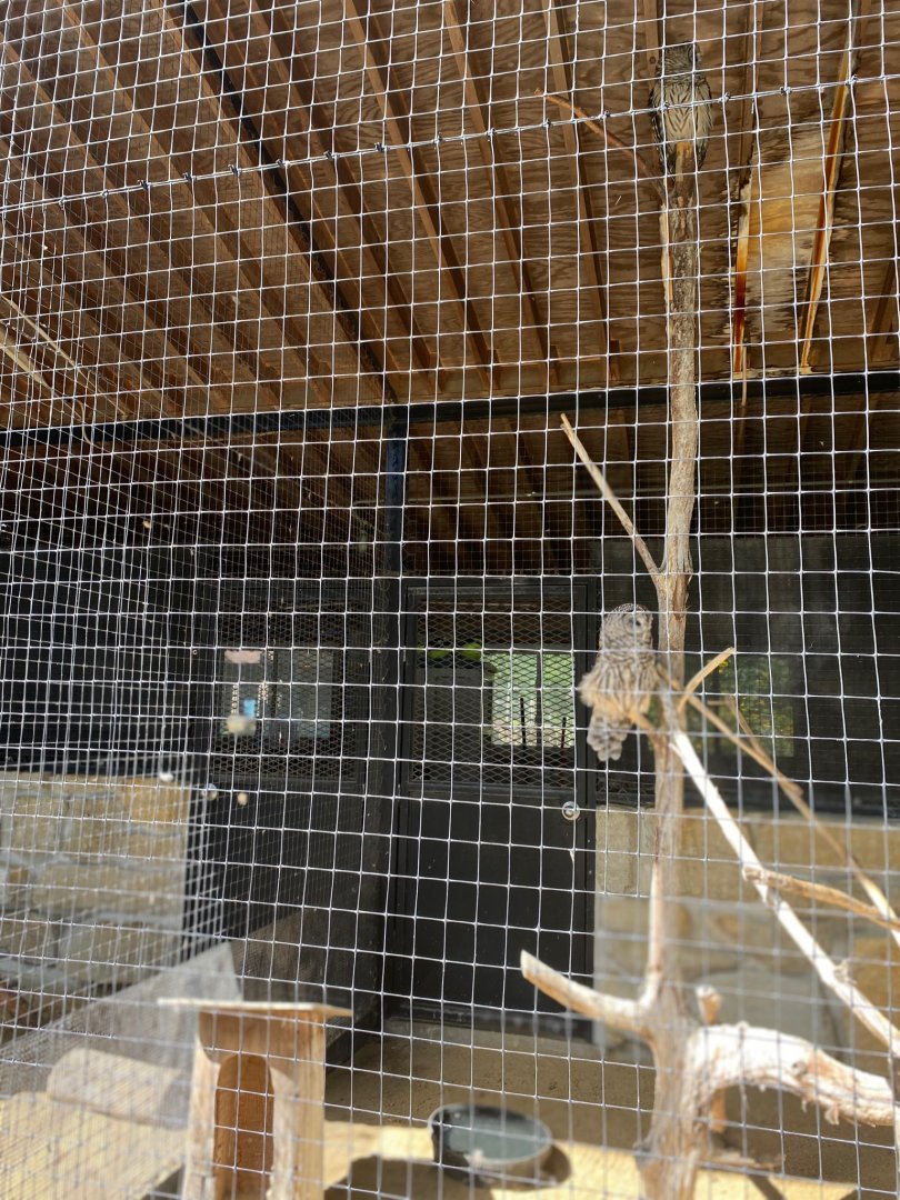 Birds of prey- barred owl exhibit