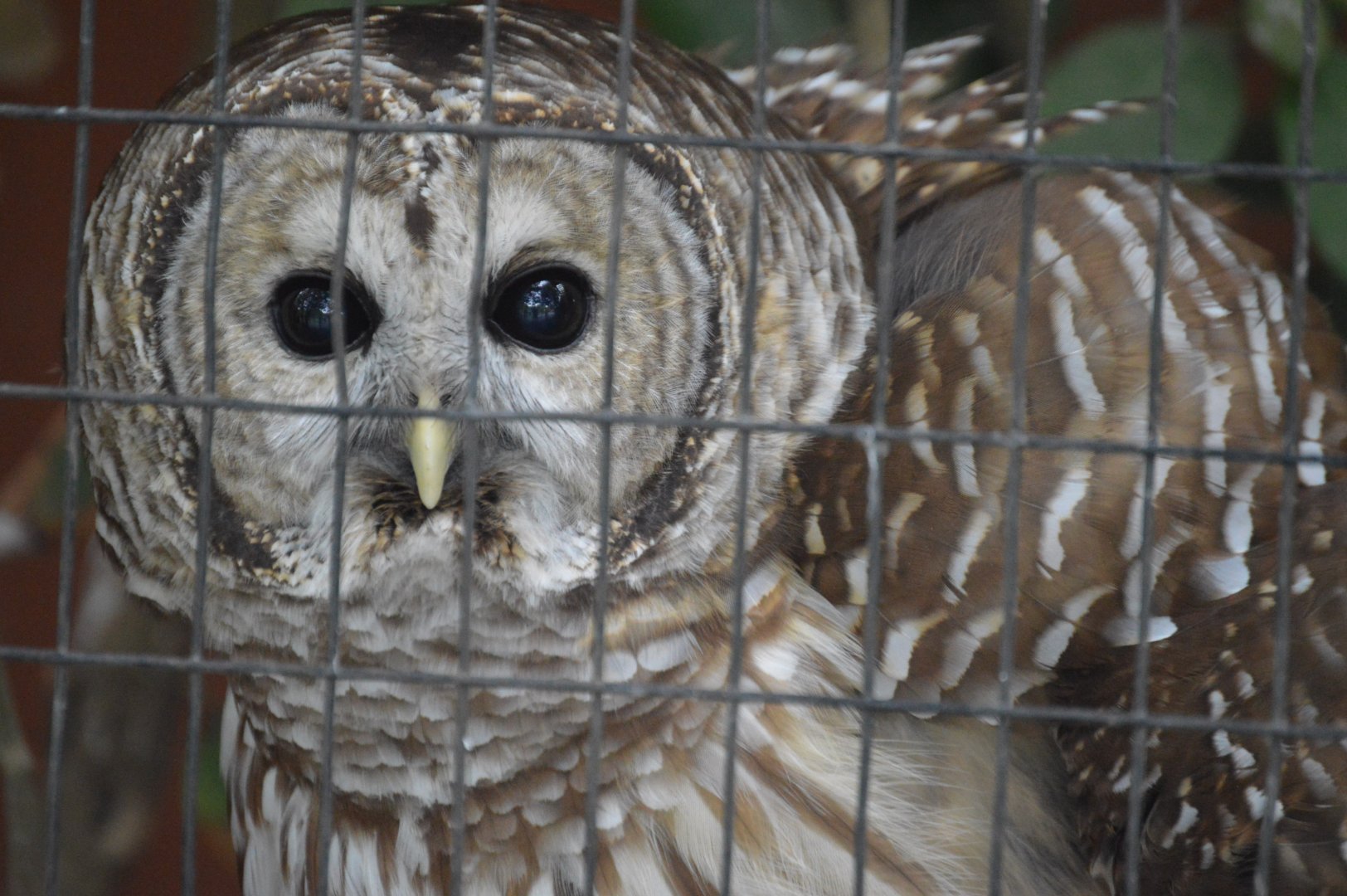 Birds of Prey - Barred Owl (Strix varia)