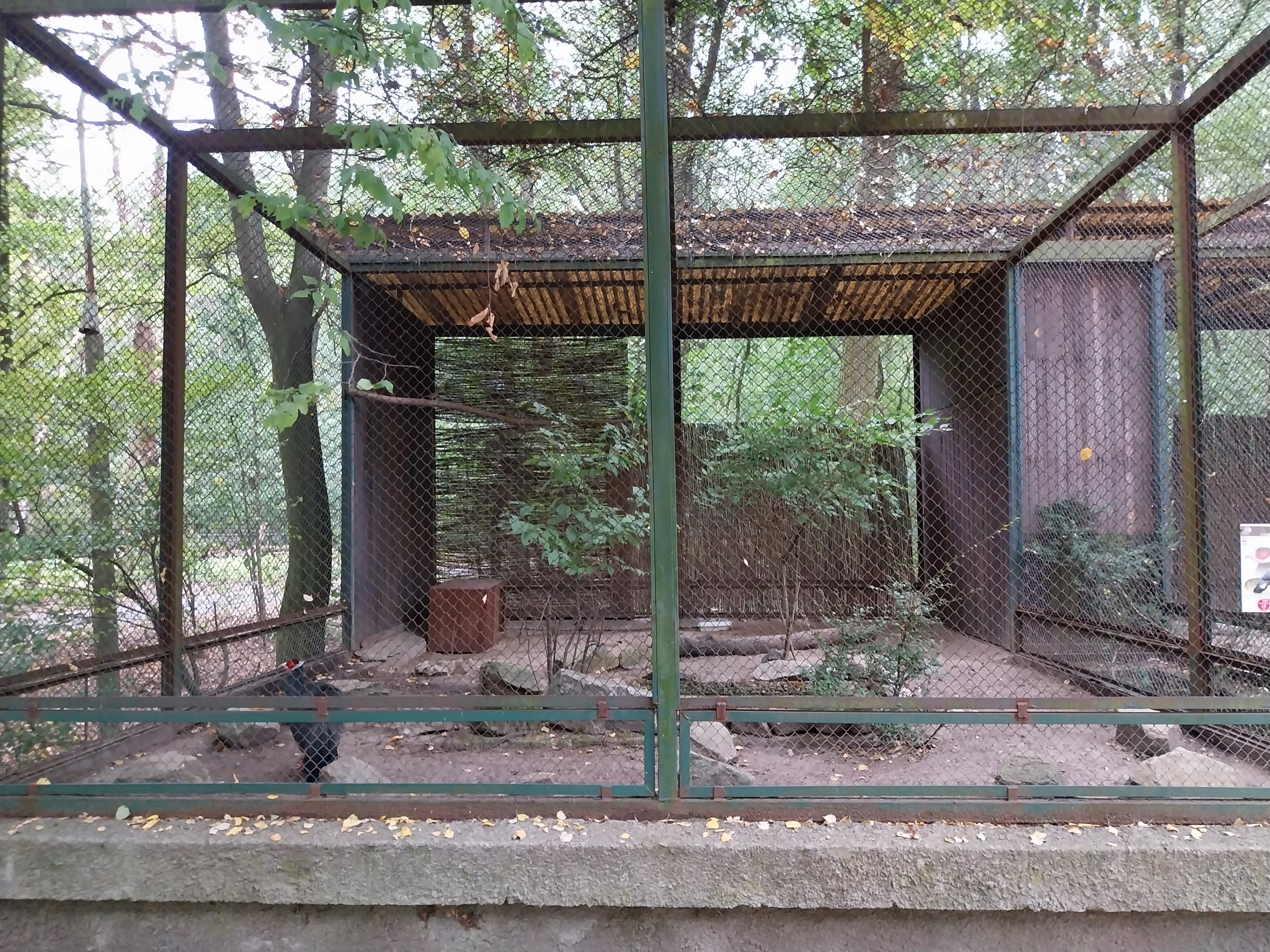 Birds of Prey - Blue Ear-pheasant (Crossoptilon auritum)