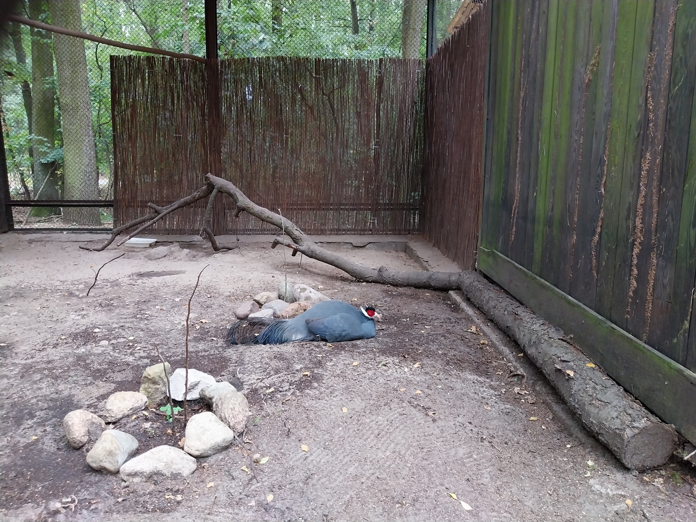 Birds of Prey - Blue Ear-pheasant (Crossoptilon auritum)
