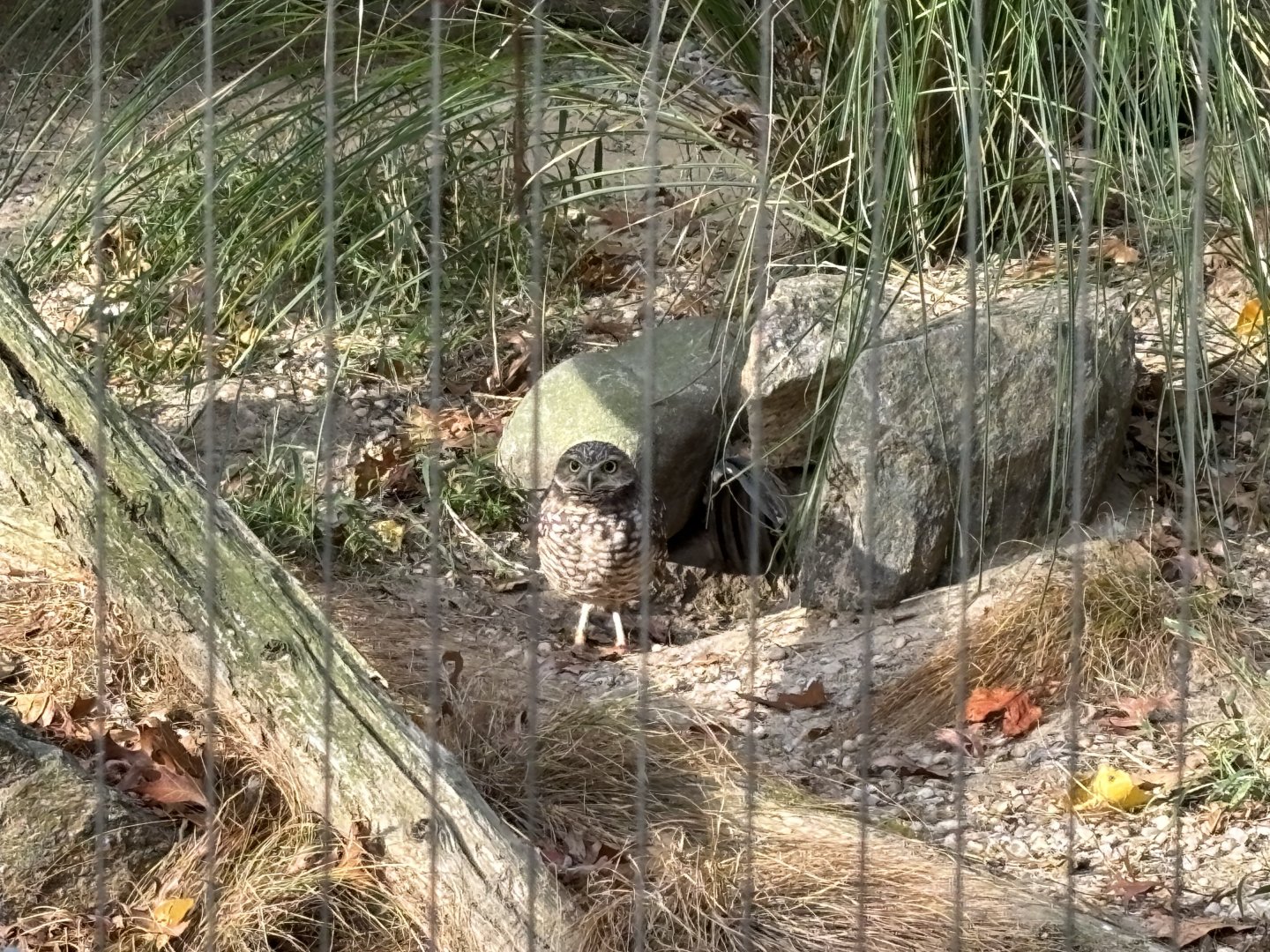 Birds of Prey- Burrowing Owl