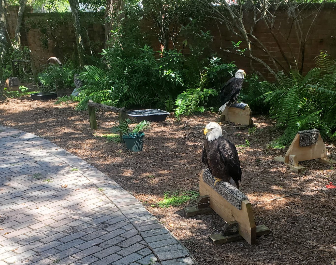 Birds Of Prey Center - Ambassador road