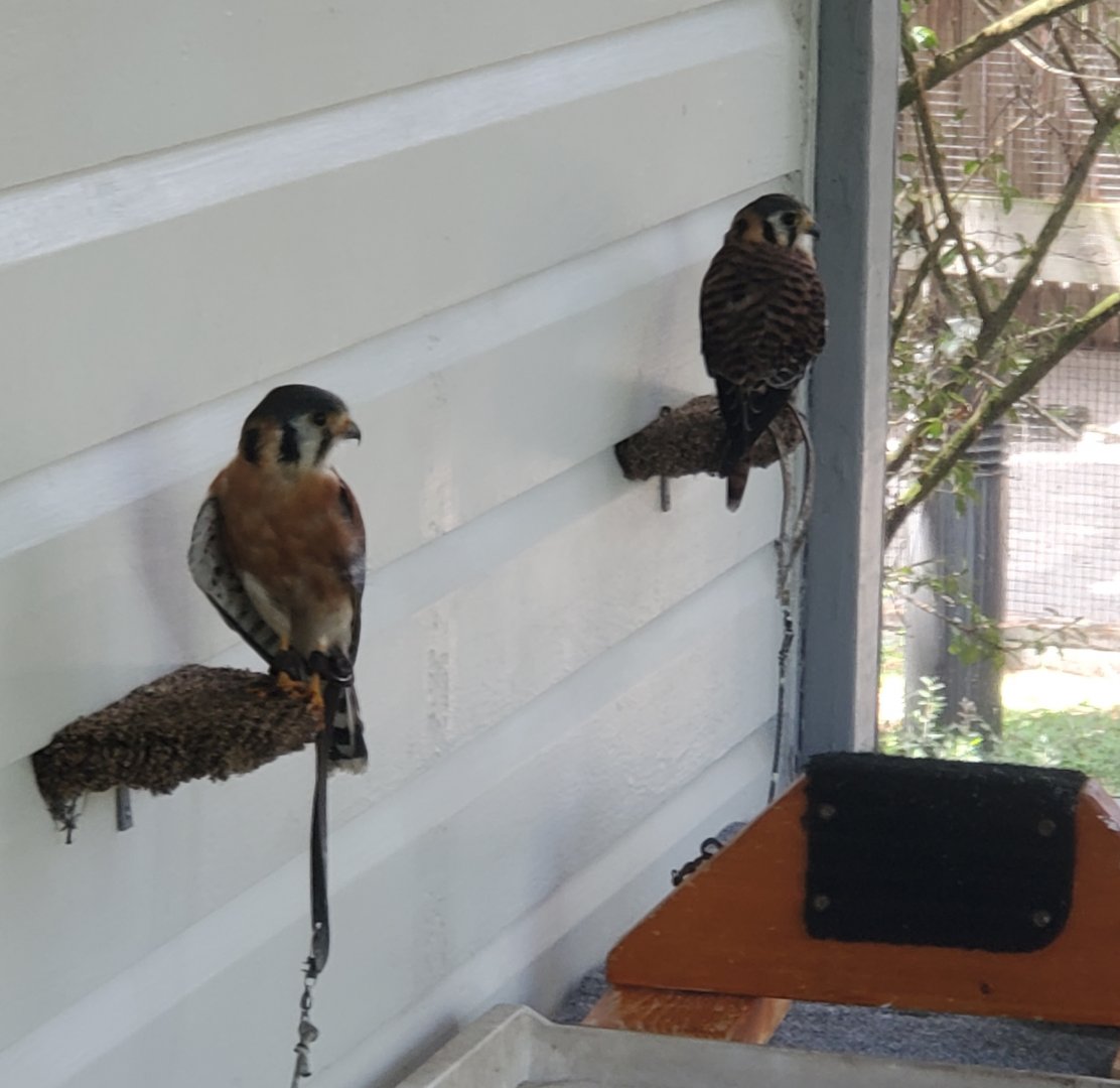 Birds Of Prey Center - American Kestrels