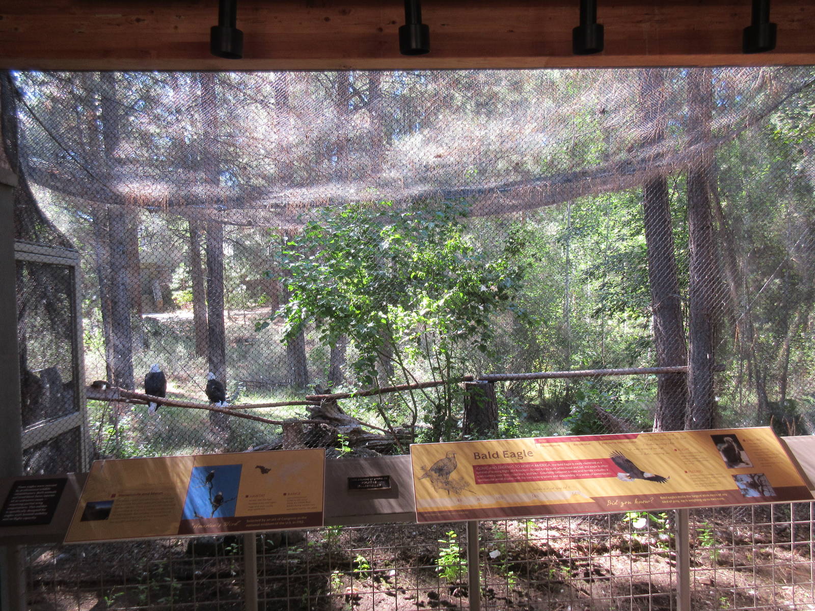 Birds of Prey Center - Bald Eagle Exhibit