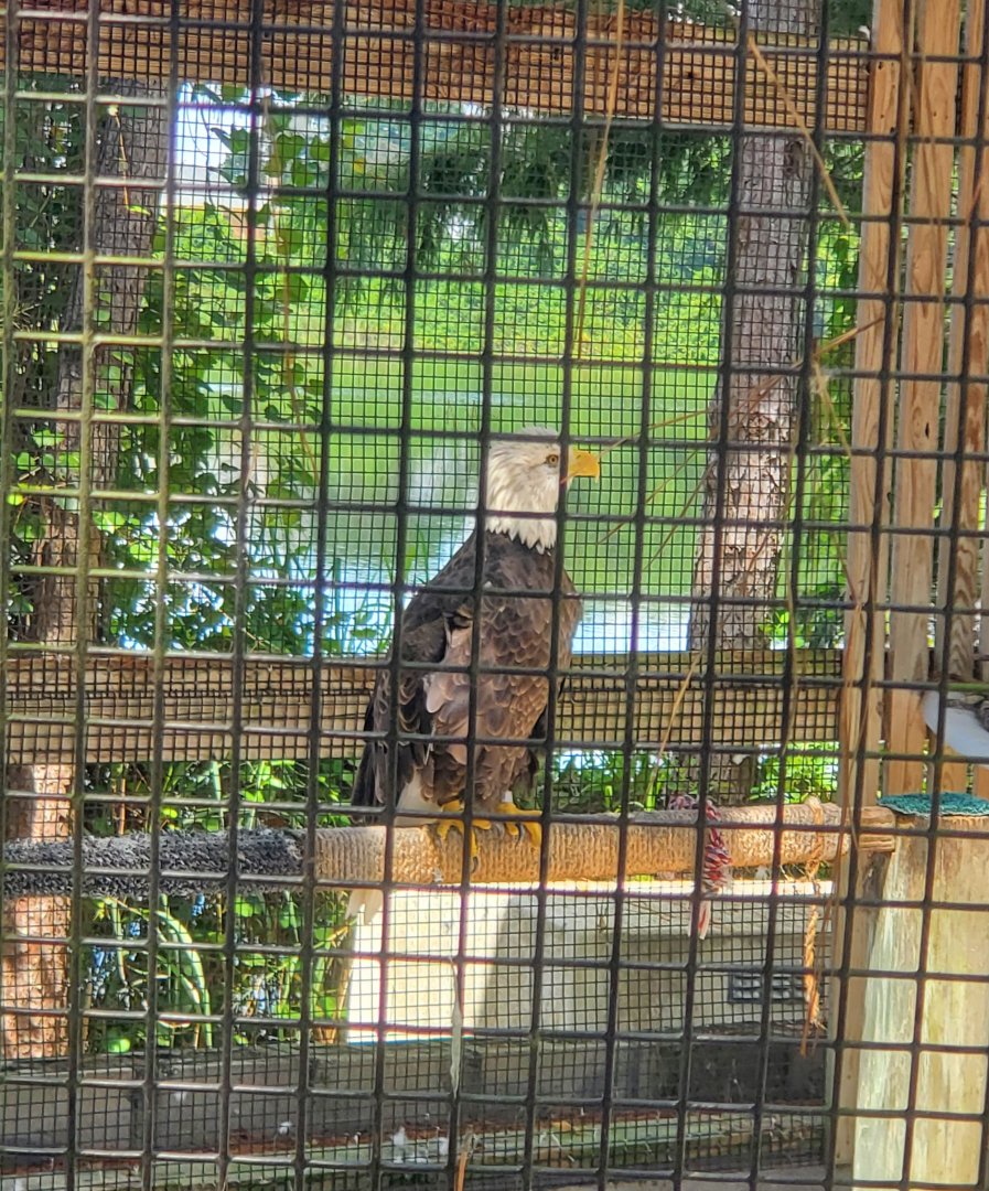 Birds Of Prey Center - Bald Eagle