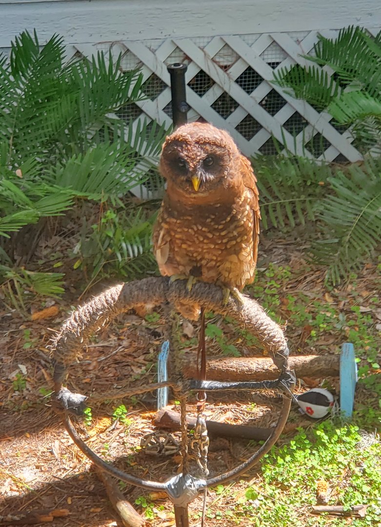 Birds Of Prey Center - Barred Owl (Melanistic)