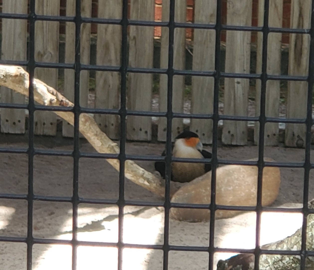 Birds Of Prey Center - Crested Caracara