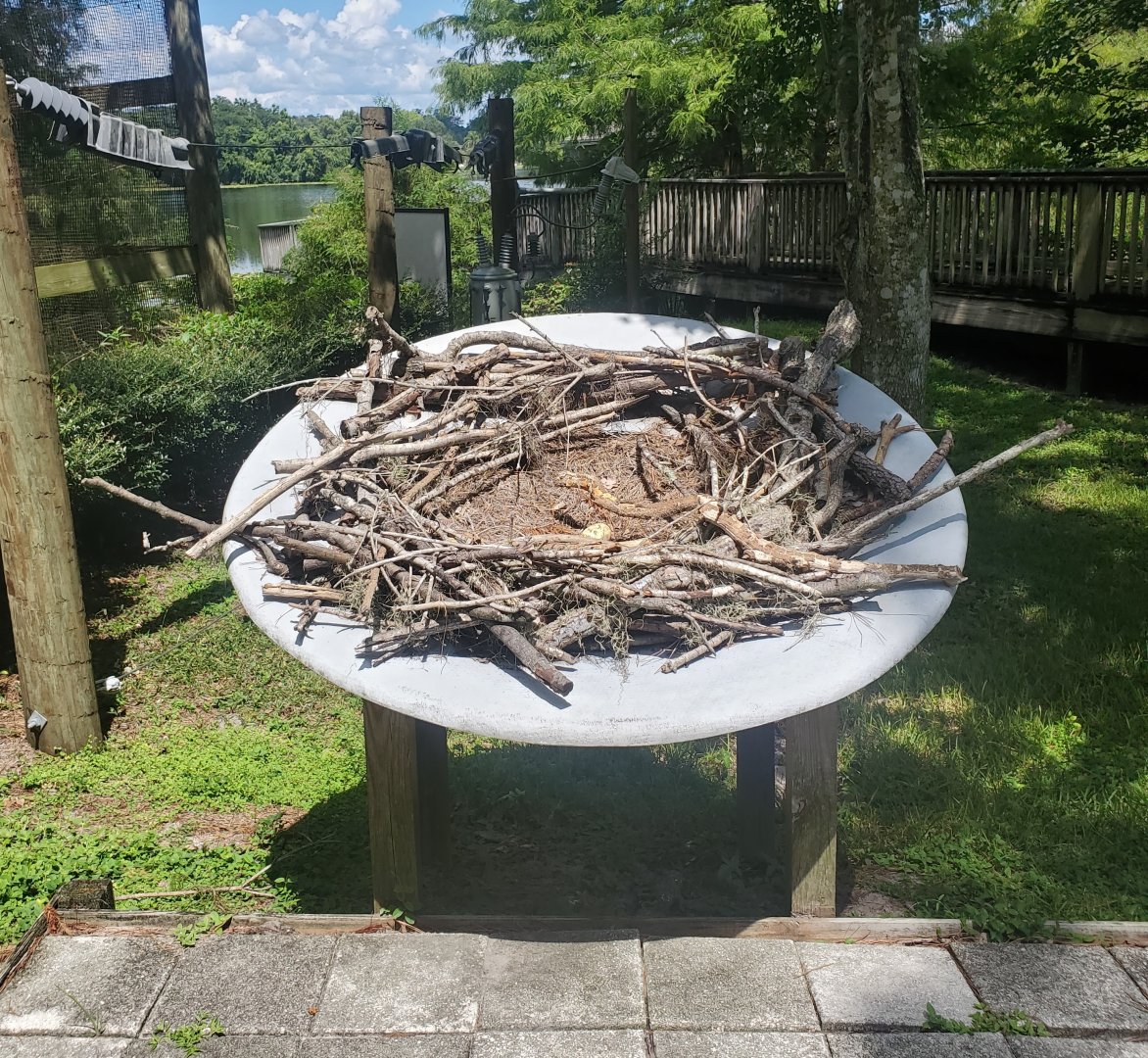 Birds Of Prey Center - Eagle nest