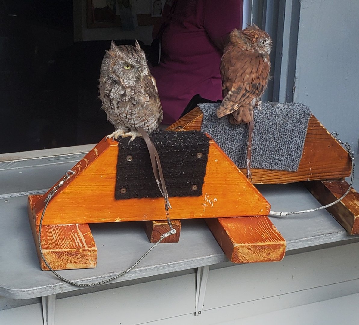 Birds Of Prey Center - Eastern Screech Owls