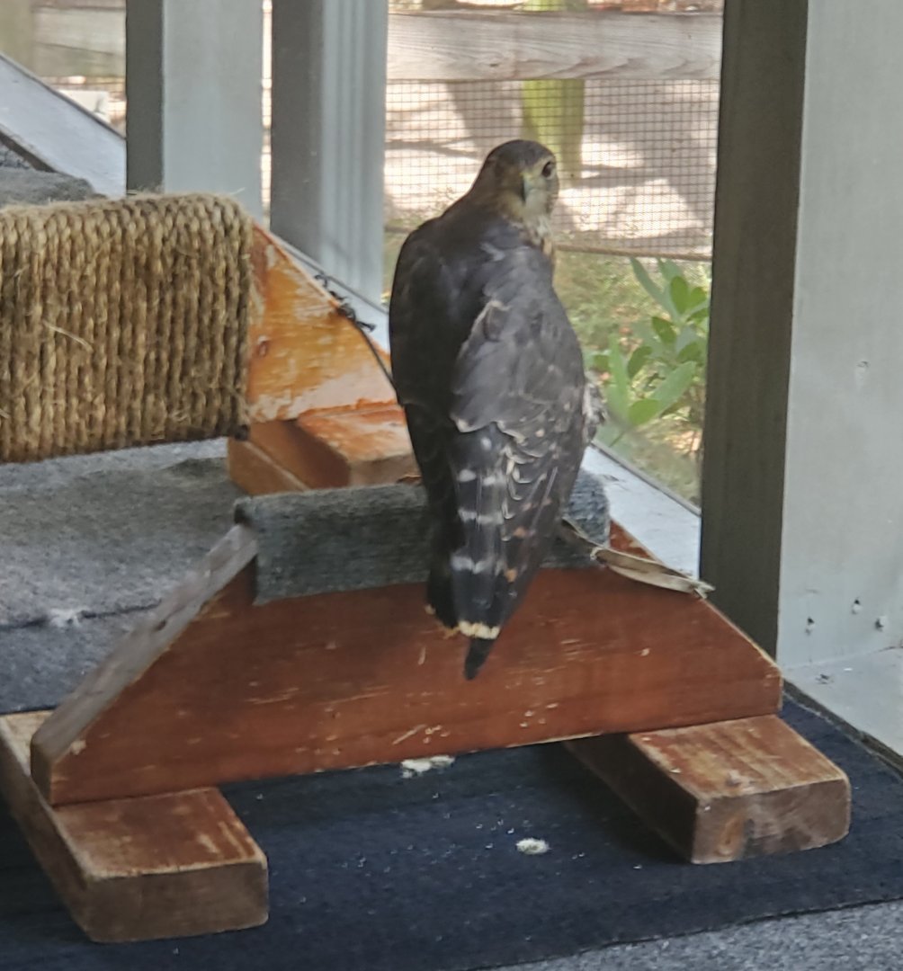 Birds Of Prey Center - Merlin Falcon
