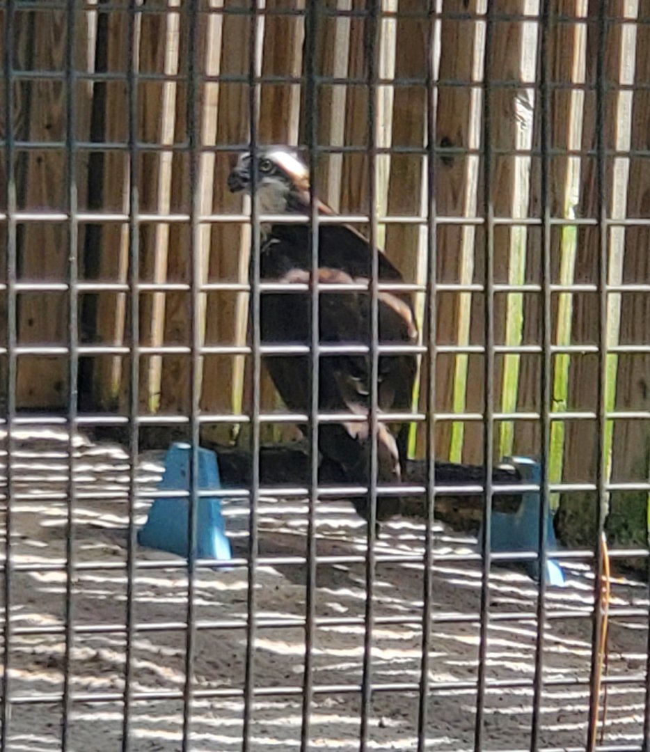 Birds Of Prey Center - Osprey