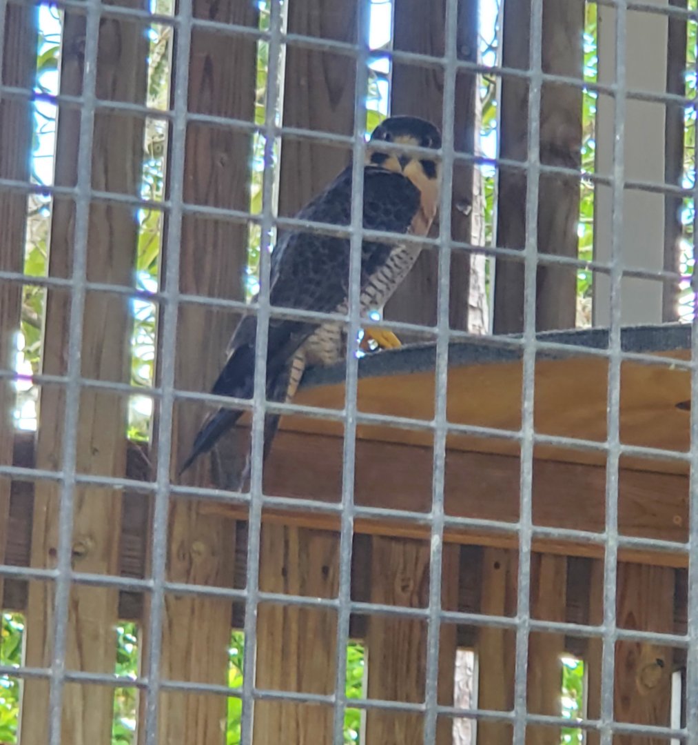 Birds Of Prey Center - Peregrine Falcon