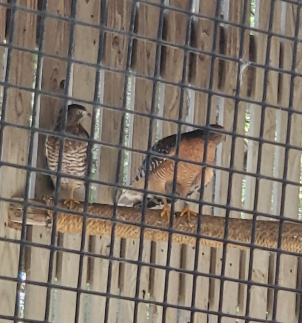 Birds Of Prey Center - Red-shouldered & Broad-winged Hawks