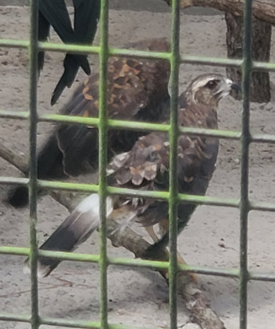 Birds Of Prey Center - Snail Kite