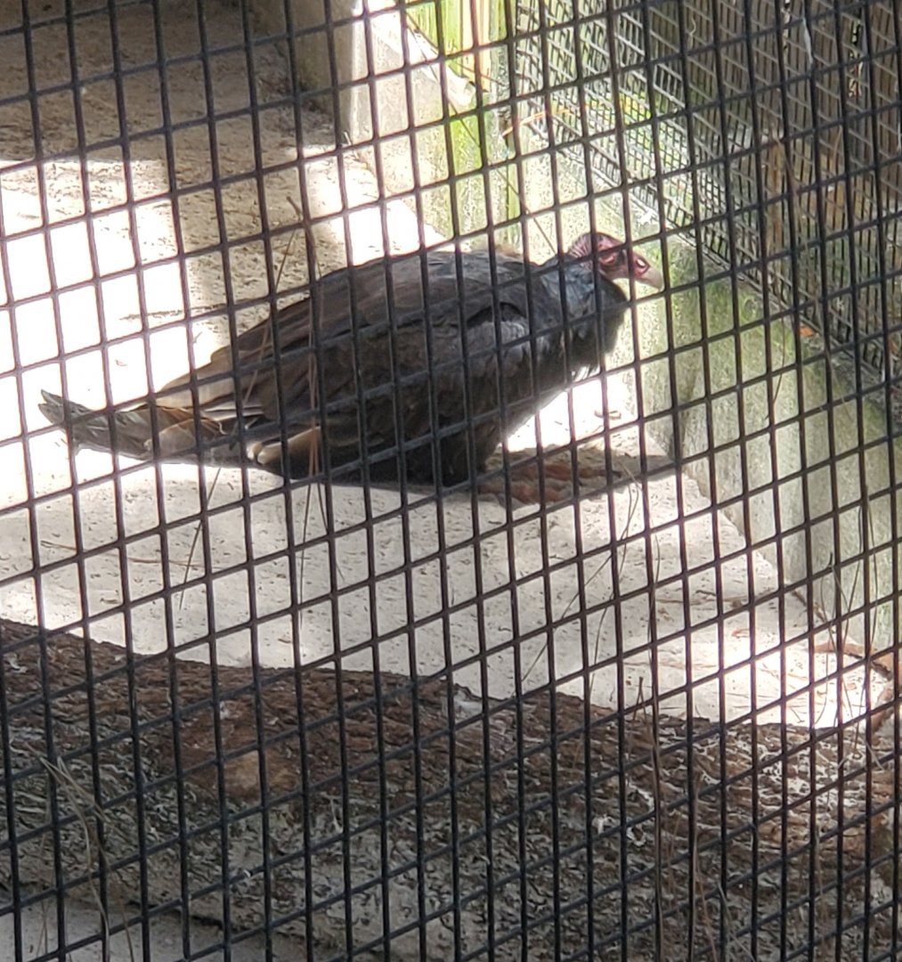 Birds Of Prey Center - Turkey Vulture