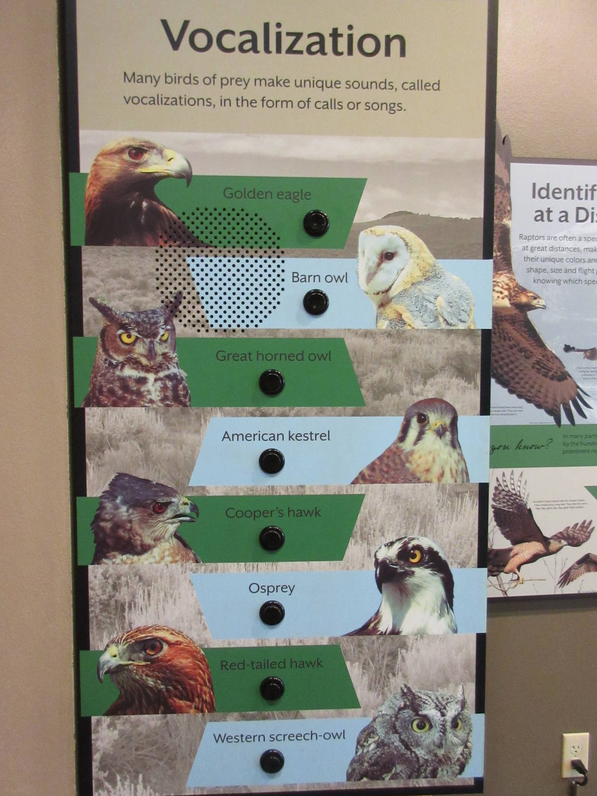 Birds of Prey Center - Vocalization Sign (top-class!)