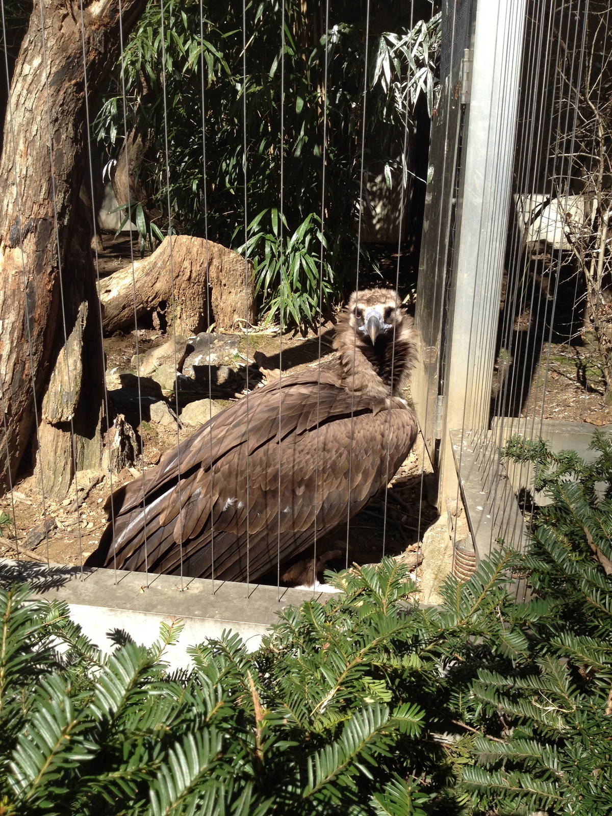 Birds of Prey - Cinereous Vulture