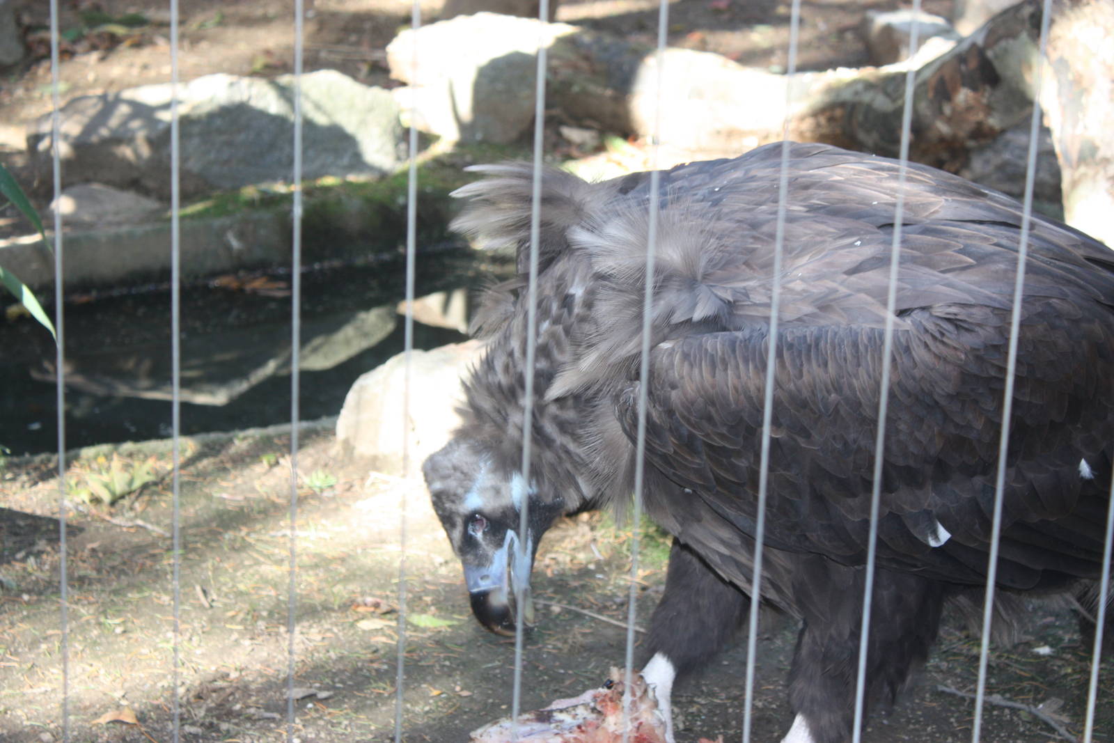 Birds of Prey- Cinerous Vulture Lunch