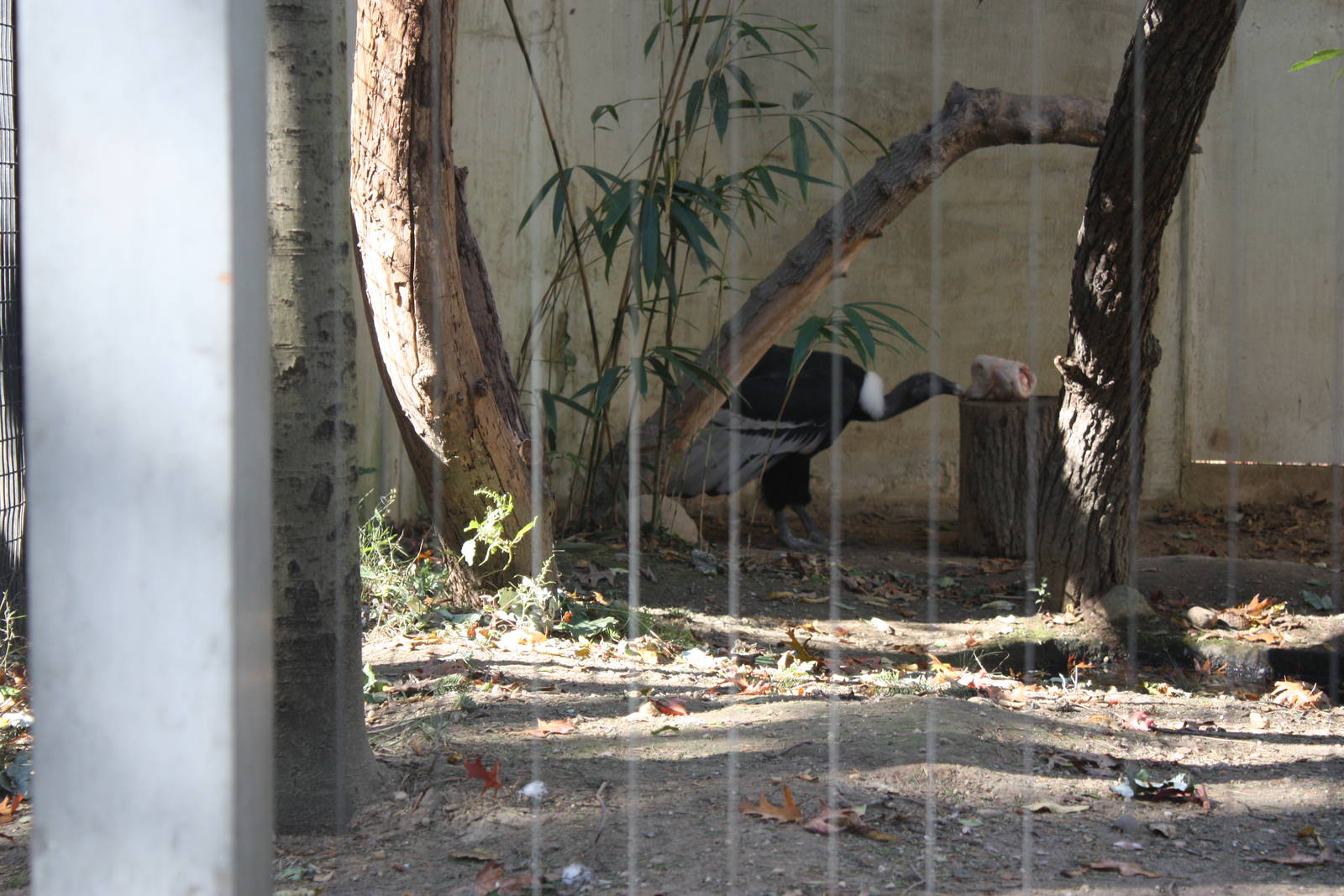 Birds of Prey- Condor Snacktime