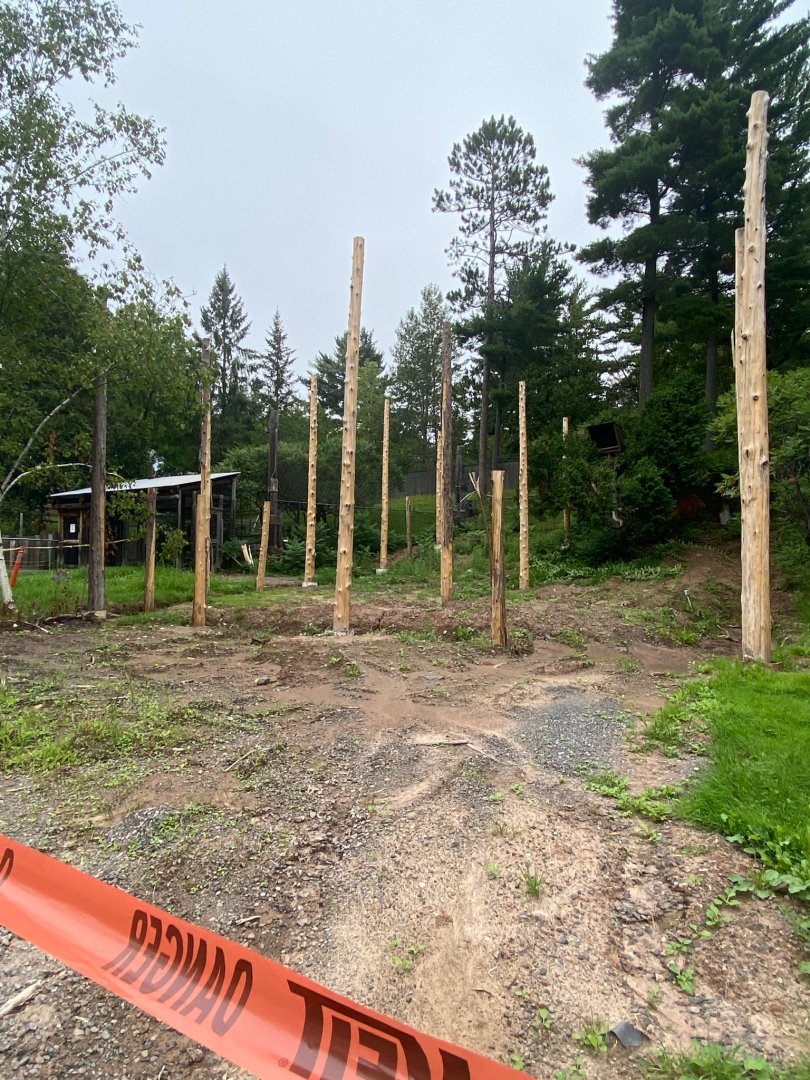 Birds of prey- construction on new bald eagle exhibit